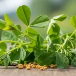 Fenugreek Benefits, Uses, and What You Should Know
